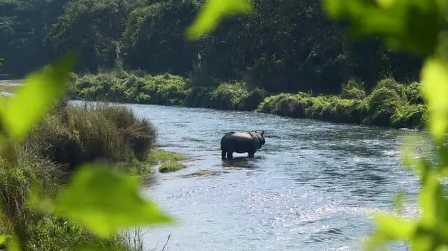 Chitwan Rhino